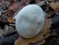 Kőrisszagú csigagomba (Hygrophorus cossus), Budai-hegység